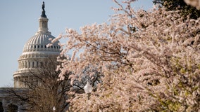 Cherry Blossom Festival kicks off: Here's the history behind DC's iconic blooms
