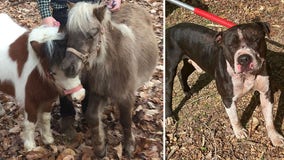 Pit bulls jump fence, kills 2 miniature horses in Charles County