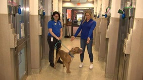 Pay It Forward: Helping pets find forever homes through the Humane Rescue Alliance