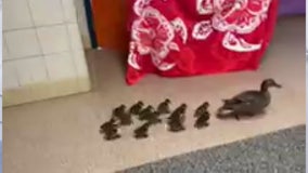 Mother duck marches ducklings through Virginia elementary school hallway to get to pond…again!