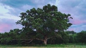 Lone Oak Brewery keeps memory of beloved 250-year-old tree alive