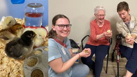 Fostering baby chicks sparks joy for Virginia senior living community