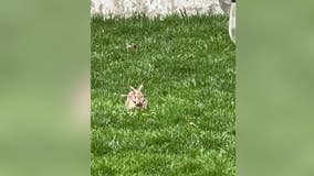 Arlington officials investigating rabbits apparently struck by blow darts