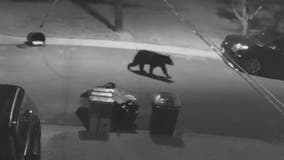 Bear caught on camera going through trash in Kensington neighborhood