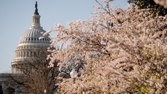 Cherry Blossom Festival kicks off: Here's the history behind DC's iconic blooms