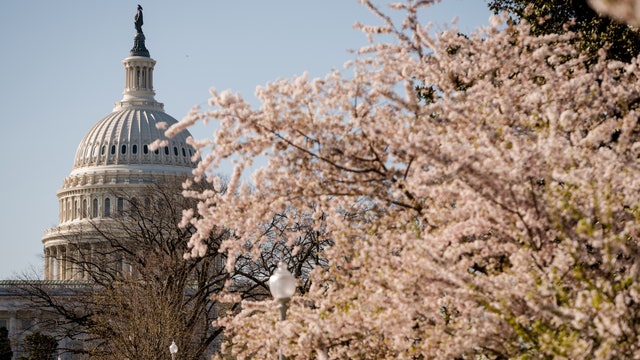Cherry Blossom Festival kicks off: Here's the history behind DC's iconic blooms