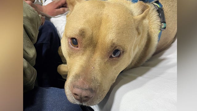 Maryland State Police rescue hiker and his dog after getting lost in Harpers Ferry National Park