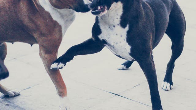 Virginia man pleads guilty for coordinating dog fights, sharing videos about dogfighting