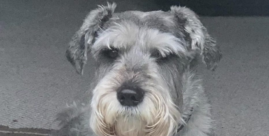 Upper Marlboro man distraught after dog dies in vicious attack