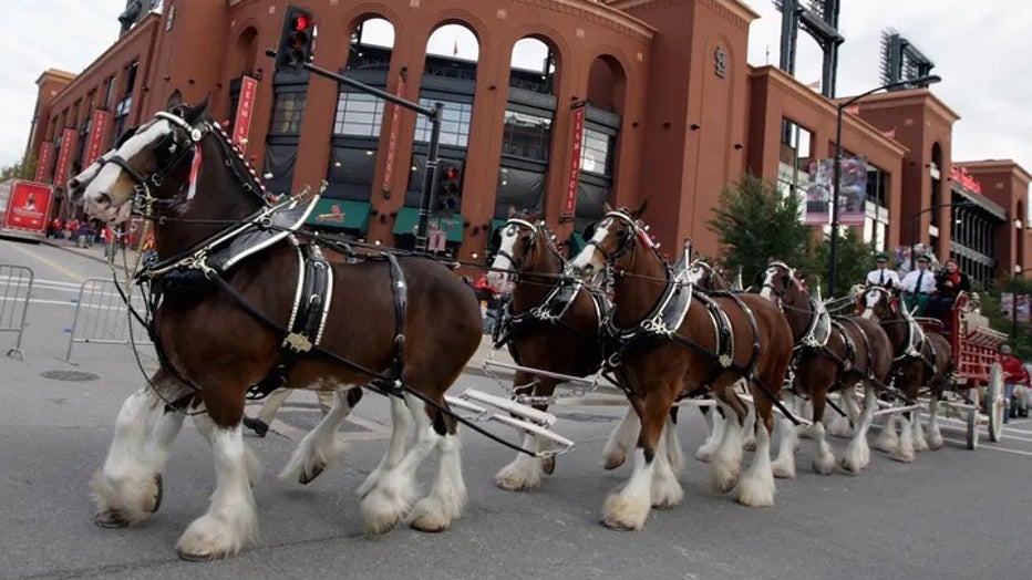 Budweiser-Clydesdales-getty.jpg