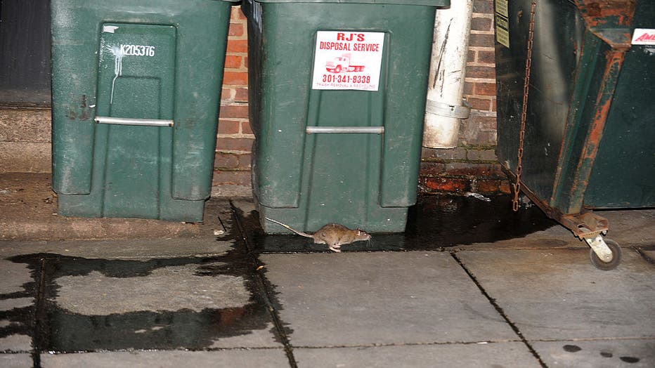 Rat Problem DC Health Reminds Residents They Can Help With That FOX 5 DC   GettyImages 175849068 