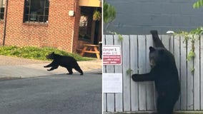 Black bear spotted in Frederick