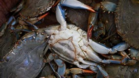 Chesapeake Bay blue crab population increases after record low in 2022