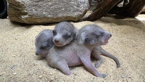 Meerkat pups born at Smithsonian’s National Zoo