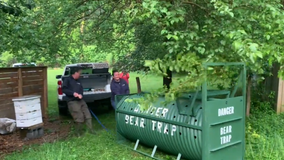 VIDEO: Bear successfully trapped, relocated to new home outside Montgomery County