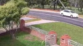 WATCH: Falling tree in Australia just barely misses hitting car