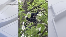 Bear spotted in Stafford County tree