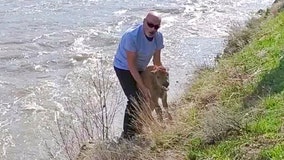 Yellowstone National Park officials say man disturbed baby bison, resulting in its death