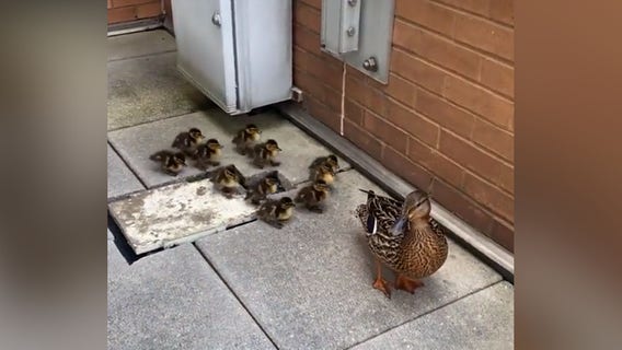 Secret Service escorts mama duck and ducklings to US Capitol reflecting pool