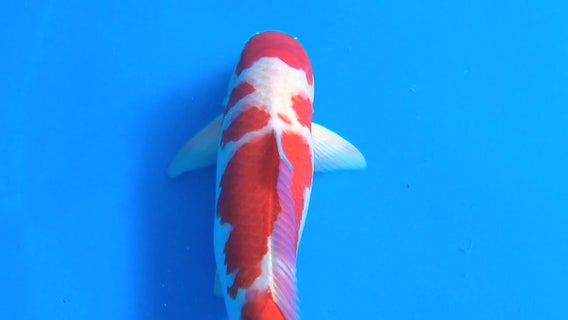 Nearly 100 koi fish go missing in Maryland community, residents suspect theft: police