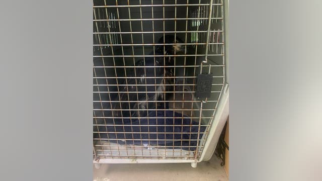 "DG4" falls from their Dulles Greenway nest