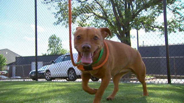 Dog who escaped Rockville boarding facility after crash returns and is reunited with owners