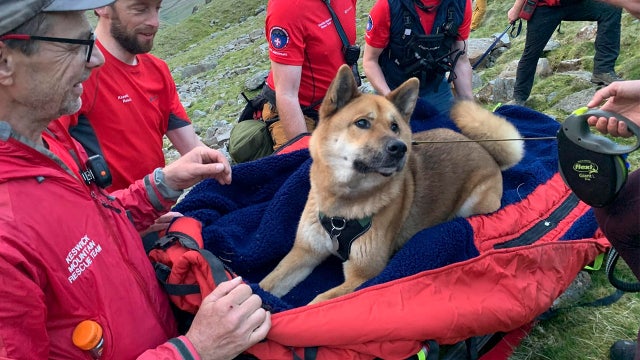 ‘Positively regal’ dog rescued after scaling England’s tallest mountain