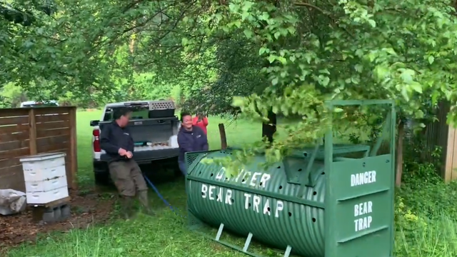 VIDEO: Bear successfully trapped, relocated to new home outside Montgomery County