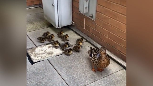 Secret Service escorts mama duck and ducklings to US Capitol reflecting pool