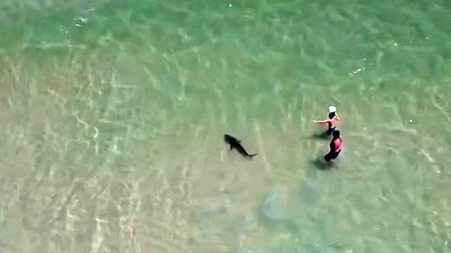 Video shows shark circling man and child at Alabama beach