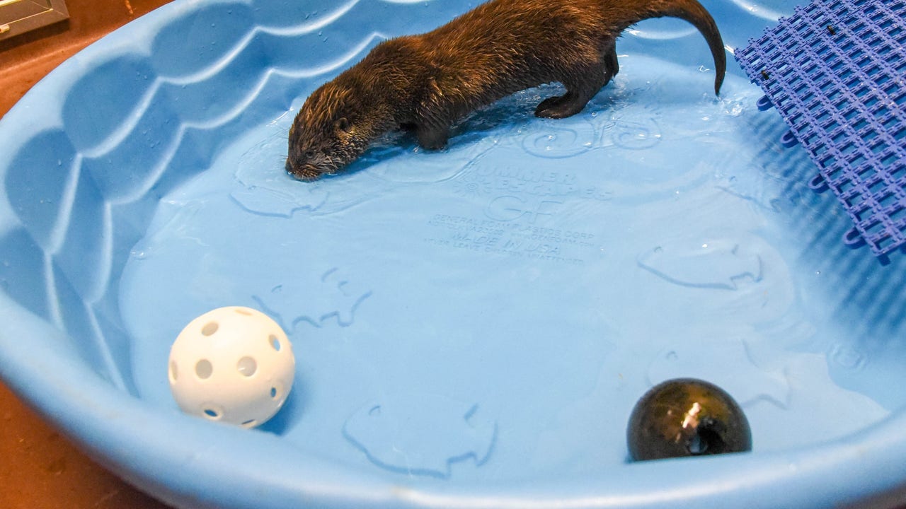 Maryland Zoo rehabilitates rescued otter pup