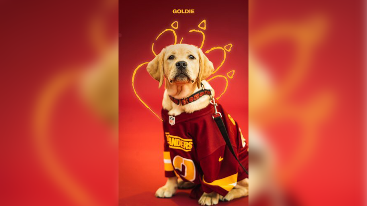 Washington Commanders announce new team dog, Goldie, in partnership with  K9s for Warriors