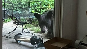 Several black bear sightings reported in Arlington County