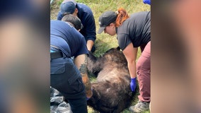 DC black bear 'Franklin' released safely back into Maryland woods