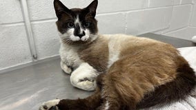 Cat rescued after reportedly thrown from vehicle onto I-95 in Baltimore’s Fort McHenry Tunnel