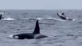 Video: playful orcas spotted off California coast