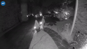 Bear caught on camera roaming through Potomac neighborhood