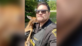 Sheriff’s deputy rescues 2-day-old fawn from ditch in Spotsylvania County