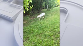 Deputies reunite fawn with mother in Stafford County