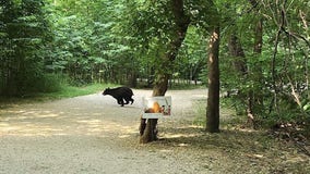 DC’s Theodore Roosevelt Island reopens after bear sighting