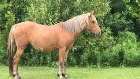 Wild horse dies ‘instantaneously’ while mating on North Carolina beach, nonprofit says