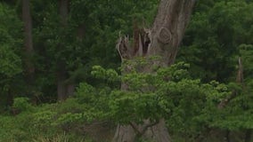 300-year-old Linden Oak tree being removed from Bethesda due to 'poor health'