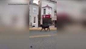 Steer clear: Cow runs loose in rural Pennsylvania town