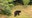 Be 'Bear Aware': Officials warn of increased sightings across DMV