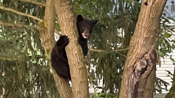 Black bear spotted in Rockville