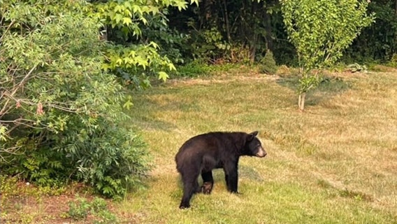 Be 'Bear Aware': Officials warn of increased sightings across DMV