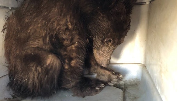 Photos: Bear found starving nurtured back to health, returns to the wild