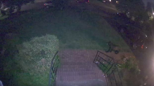 Bear caught on camera roaming front yard of an Arlington home