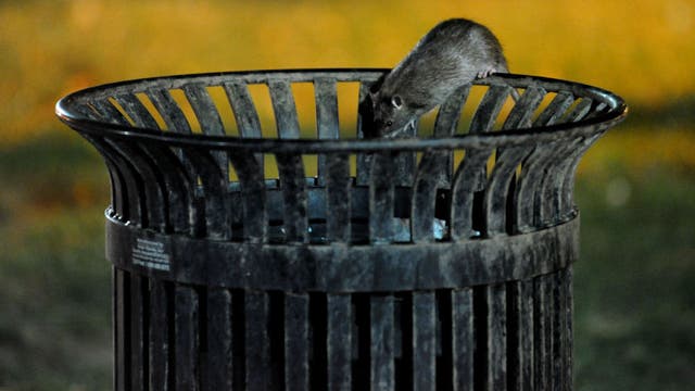 DC's sold-out Rodent Control Academy teaches residents how to keep the rats away