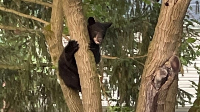 Black bear spotted in Rockville